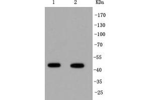 Lane 1: PC-12 Cell lysates, Lane 2: Jurkat Cell lysates, probed with IRF1 (3G7) Monoclonal Antibody  at 1:1000 overnight at 4˚C. (IRF1 抗体)