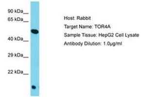Image no. 1 for anti-Torsin Family 4, Member A (TOR4A) (AA 223-272) antibody (ABIN6750547) (TOR4A 抗体  (AA 223-272))