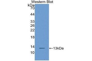 Western Blotting (WB) image for anti-Chemokine (C-X-C Motif) Ligand 14 (CXCL14) (AA 23-99) antibody (ABIN1858169) (CXCL14 抗体  (AA 23-99))