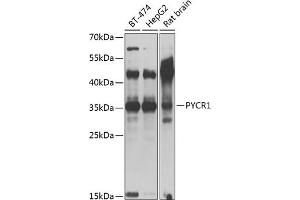 Western blot analysis of extracts of various cell lines, using PYCR1 antibody (ABIN6133043, ABIN6146517, ABIN6146519 and ABIN6217304) at 1:1000 dilution. (PYCR1 抗体  (AA 1-319))