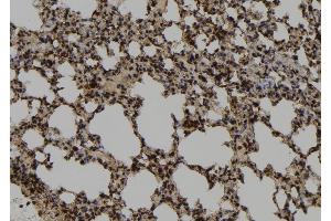 ABIN6273042 at 1/100 staining Mouse lung tissue by IHC-P. (DNAJB14 抗体  (C-Term))