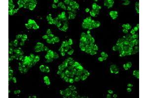 Image no. 21 for anti-P450 (Cytochrome) Oxidoreductase (POR) antibody (ABIN1497746) (POR 抗体)