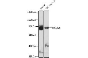Western blot analysis of extracts of various cell lines, using TRIM26 antibody (ABIN7270985) at 1:1000 dilution. (TRIM26 抗体  (AA 1-300))