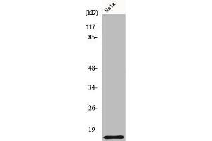 Western Blot analysis of 293 cells using COX17 Polyclonal Antibody (COX17 抗体  (N-Term))
