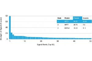 Analysis of Protein Array containing more than 19,000 full-length human proteins using Cytokeratin 3 Mouse Monoclonal Antibody (KRT3/2130). (Keratin 3 抗体)