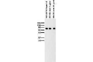 Adult rat brain membrane immunoblot. (WASF1 抗体  (AA 477-498))