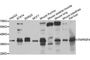 Western blot analysis of extracts of various cell lines, using TNFRSF4 antibody. (TNFRSF4 抗体)
