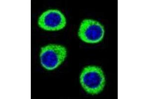 Immunofluorescence (IF) image for anti-Cleavage and Polyadenylation Specific Factor 3-Like (CPSF3L) (AA 98-126), (N-Term) antibody (ABIN951683)
