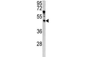 Western blot analysis of ANGPTL7 antibody and HeLa lysate. (ANGPTL7 抗体  (AA 74-104))