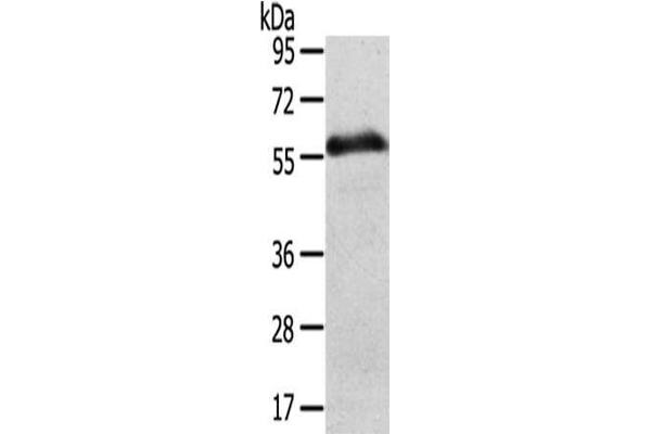 SLC43A2 Antikörper