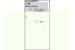 Image no. 1 for anti-Heterogeneous Nuclear Ribonucleoprotein F (HNRNPF) antibody (ABIN341040) (HNRNPF 抗体)