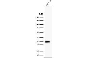 Western Blot Analysis of human MCF-7 cell lysate using Bcl-2 Rabbit Recombinant Monoclonal Antibody (BCL2/1878R).