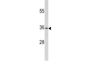 Western blot analysis of PAX4 antibody and CEM lysate (PAX4 抗体  (AA 171-200))