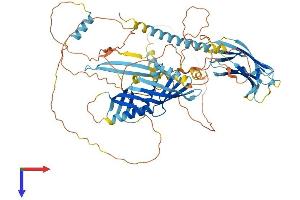 C2CD2-Like (C2CD2L) (AA 1-706) protein (His tag)
