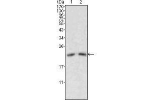Western blot analysis using ApoM mouse mAb against human serum (1, 2). (Apolipoprotein M 抗体)