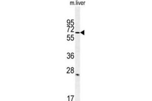 Western Blotting (WB) image for anti-Leucine Rich Repeat and Ig Domain Containing 1 (LINGO1) antibody (ABIN3002235) (LINGO1 抗体)