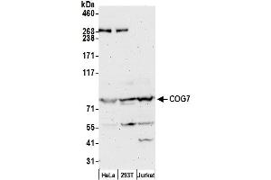 anti-Component of Oligomeric Golgi Complex 7 (COG7) (AA 720-770) antibody