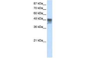 RBMS3 antibody used at 2. (RBMS3 抗体  (C-Term))