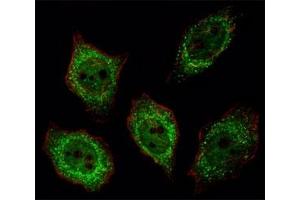 Immunofluorescence (IF) image for anti-Ubiquitin Carboxyl-terminal Esterase L1 (Ubiquitin Thiolesterase) (UCHL1) (AA 187-214) antibody (ABIN3029421)