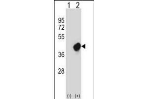Western Blotting (WB) image for anti-V-Crk Sarcoma Virus CT10 Oncogene Homolog (Avian)-Like (CRKL) (AA 50-79), (N-Term) antibody (ABIN657468)