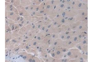 Immunohistochemistry (IHC) image for anti-D-2-Hydroxyglutarate Dehydrogenase (D2HGDH) (AA 56-232) antibody (ABIN7442156)