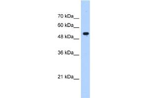 WB Suggested Anti-IFIT3 Antibody Titration:  0. (IFIT3 抗体  (N-Term))