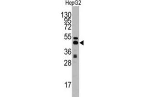Western Blotting (WB) image for anti-Adenosylhomocysteinase (AHCY) antibody (ABIN3001595) (AHCY 抗体)