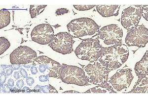 Immunohistochemical analysis of paraffin-embedded mouse testis tissue. (alpha Tubulin 抗体  (AA 380-460))