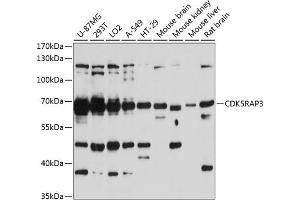 Western blot analysis of extracts of various cell lines, using CDK5R antibody  at 1:3000 dilution. (CDK5RAP3 抗体  (AA 1-300))