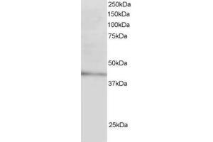 Image no. 1 for anti-Low Density Lipoprotein Receptor Adaptor Protein 1 (LDLRAP1) (N-Term) antibody (ABIN374338) (LDLRAP1 抗体  (N-Term))