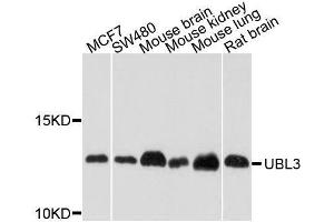 Western blot analysis of extracts of various cell lines, using UBL3 antibody. (UBL3 抗体  (AA 1-117))
