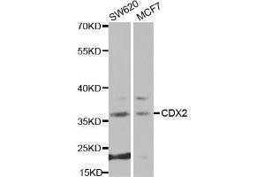 Western blot analysis of extracts of various cell lines, using CDX2 antibody. (CDX2 抗体  (AA 1-180))