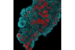 Immunofluorescence (IF) image for anti-Keratin 19 (KRT19) antibody (ABIN6939947)