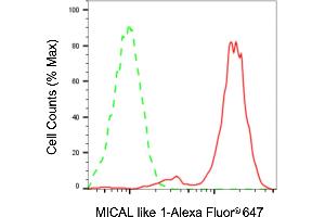 anti-MICAL-Like 1 (MICALL1) antibody
