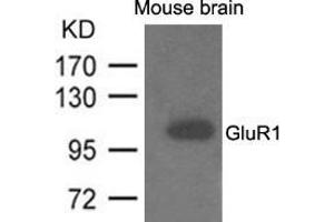 Western blot analysis of extracts from mouse brain and using GluR1. (Glutamate Receptor 1 抗体  (AA 831-835))