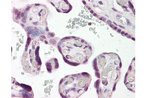 Anti-DLX3 antibody IHC of human placenta. (DLX3 抗体  (N-Term))