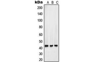 Western blot analysis of Surfactant Protein B expression in HepG2 (A), Y79 (B), A549 (C) whole cell lysates. (SFTPB 抗体  (Center))