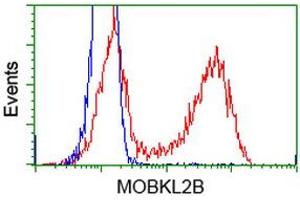 Flow Cytometry (FACS) image for anti-MOB Kinase Activator 3B (MOB3B) antibody (ABIN1499537) (MOBKL2B 抗体)