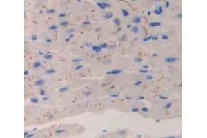 IHC-P analysis of Mouse Tissue, with DAB staining. (CACNA1H 抗体  (AA 2160-2359))