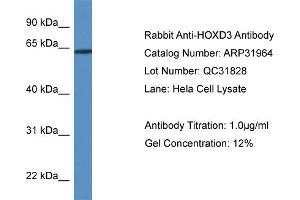 WB Suggested Anti-HOXD3 Antibody Titration:  0. (HOXD3 抗体  (Middle Region))