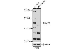 Western blot analysis of extracts from normal (control) and PRMT2 Rabbit pAb knockout (KO) 293T cells, using PRMT2 Rabbit pAb antibody (ABIN6127447, ABIN6146227, ABIN6146228 and ABIN6221530) at 1:1000 dilution. (PRMT2 抗体  (AA 1-300))