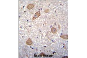 CNIH2 Antibody immunohistochemistry analysis in formalin fixed and paraffin embedded human brain tissue followed by peroxidase conjugation of the secondary antibody and DAB staining. (CNIH2 抗体  (N-Term))
