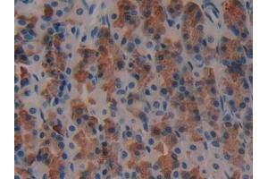 Detection of REG3g in Rat Stomach Tissue using Polyclonal Antibody to Regenerating Islet Derived Protein 3 Gamma (REG3g) (REG3g 抗体  (AA 33-147))