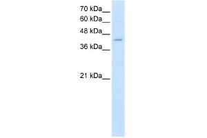 WB Suggested Anti-FADS1 Antibody Titration:  2. (FADS1 抗体  (C-Term))