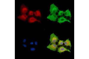 ABIN7096236 and ABIN7100298 staining  cells by IF/ICC. (SYDE2 抗体)