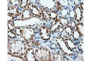 Immunohistochemical staining of paraffin-embedded Kidney tissue using anti-ANXA10mouse monoclonal antibody. (Annexin a10 抗体)