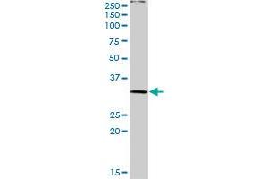 PLSCR3 MaxPab rabbit polyclonal antibody. (PLSCR3 抗体  (AA 1-295))