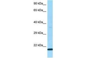 LY6G5B anticorps  (AA 60-109)