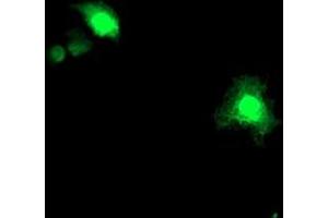 Anti-ASCC1 mouse monoclonal antibody (ABIN2455149) immunofluorescent staining of COS7 cells transiently transfected by pCMV6-ENTRY ASCC1 (RC201872). (ASCC1 抗体)