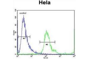 Flow cytometric analysis of Hela cells using MBNL2 Antibody (C-term) Cat. (MBNL2 抗体  (C-Term))